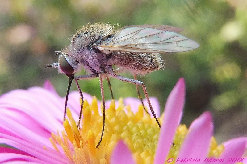 Bombyliidae: Phthiria sp., femmina